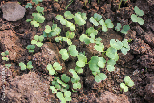 Young green seedlings sprouting from rich organic soil in a greenhouse
