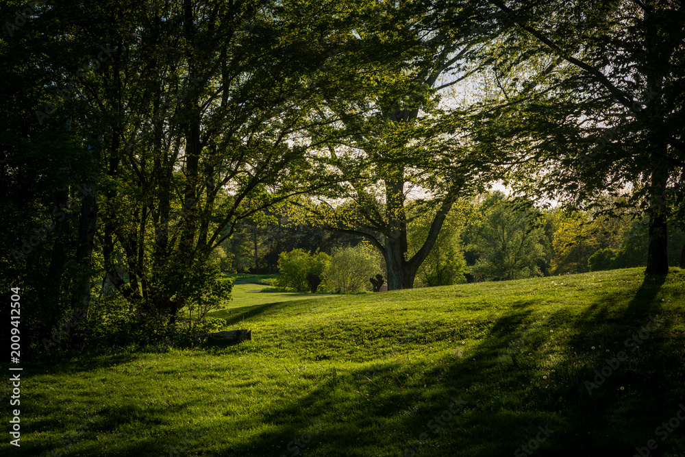 Fototapeta premium Scenic view of a green park meadow with trees in golden hour light