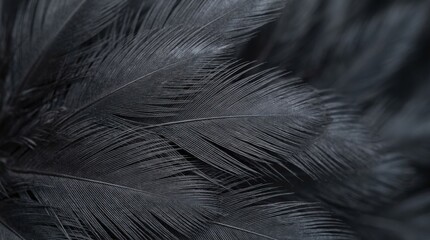 Abstract close up of dark gray textured feathers with fine lines and subtle sheen, elegant natural pattern background with soft depth and detailed surface, no logos