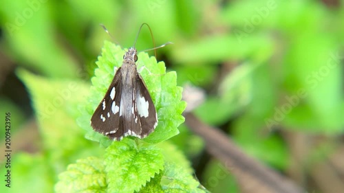 Grass Demon Skipper Butterfly Udaspes Folus Resting and Cleaning Its Long Proboscis On a Green Leaf
