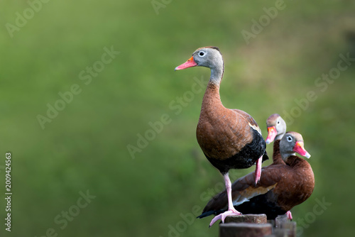 Black bellied whistling duck close up with blurred green background