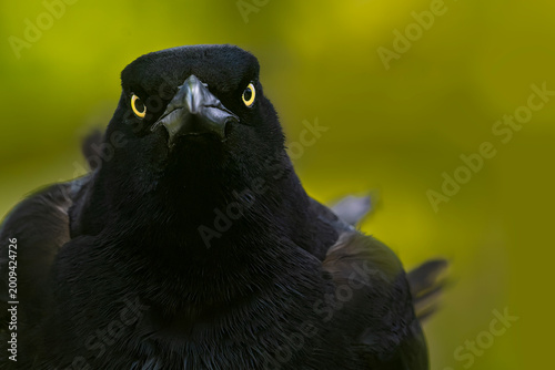 Great tailed grackle vocalizing close up with blurred  background