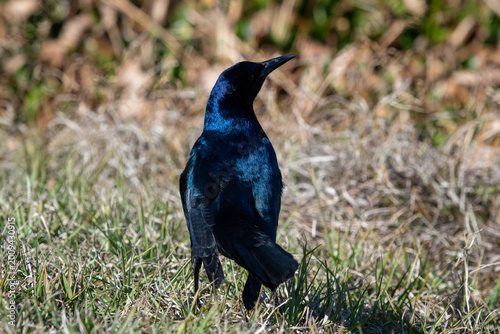 A common grackle, Quiscalus quiscula, is walking in short grass searching for food. The large, lanky blackbird has a long tail, bright yellow eyes, and a long, dark bill. The feathers are bluish.