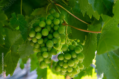 Foto A cluster of vibrant green grapes hanging on a thick vine