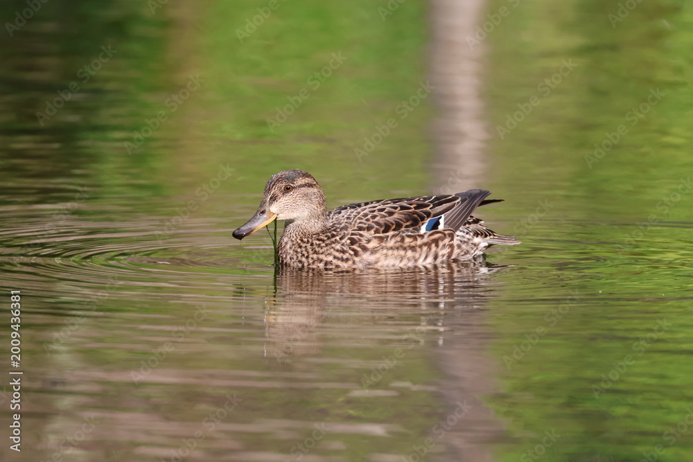 Fototapeta premium A female teal is swimming in the pond