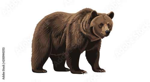Foto Brown Bear Standing Isolated on White Background - Ursus Arctos