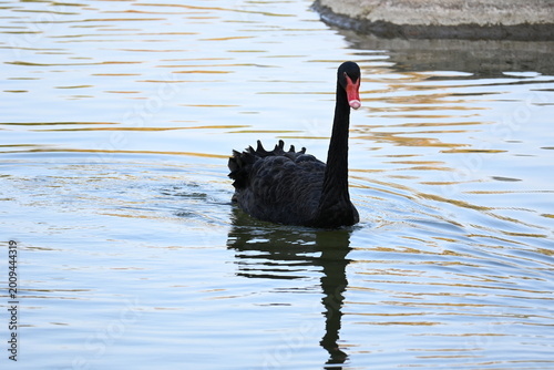 black swan on the lake