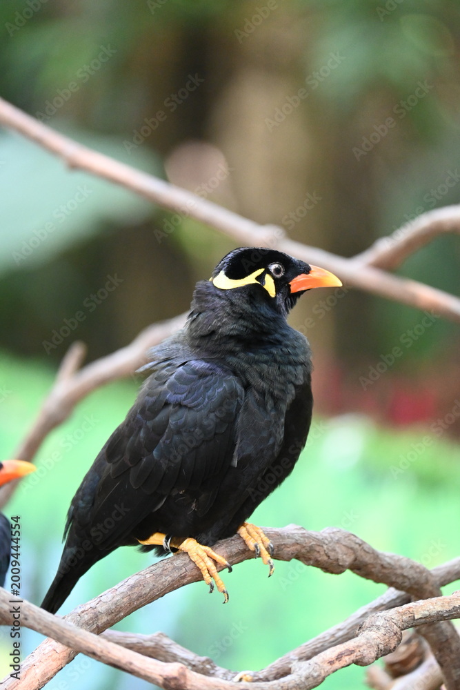 Fototapeta premium red billed hornbill