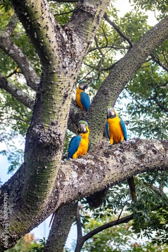Three blue and yellow macaws Ara ararauna perched on a tropical tliaree with a thorny trunk, showing their iconic vibrant plumage. 