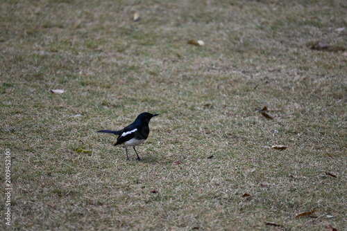 crow on the grass