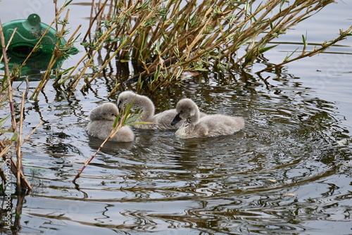 swan babys on a lake