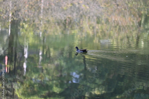 duck in the pond
