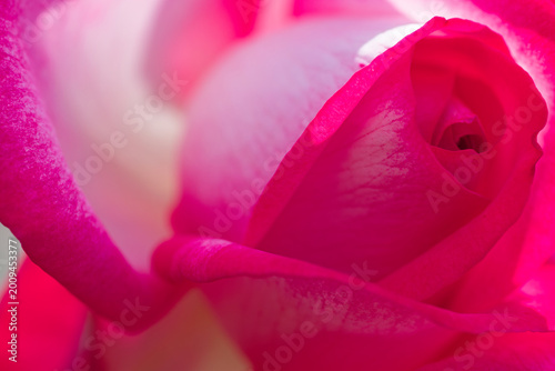 Extreme Macro Close-Up of a Vibrant Bi-Color Rose with Red and White Petals for a Bold Floral Background