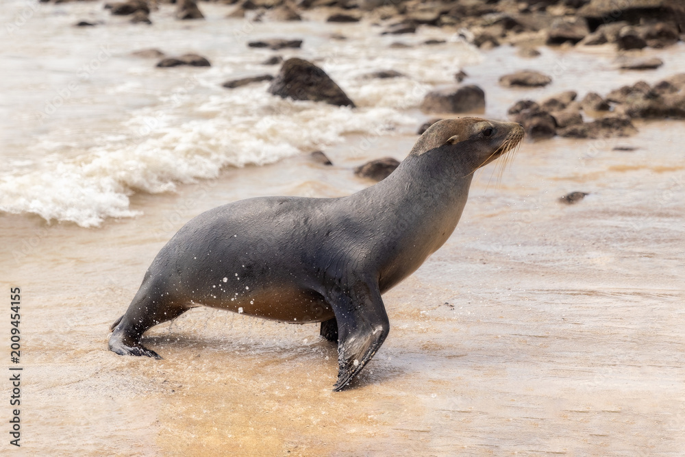 Obraz premium Small young Galapagos sea lion having fun splashing around on the beach on coast of Santa Fe Island