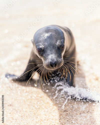 Konstfotografi Small young Galapagos sea lion having fun splashing around on the beach on coast