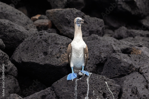 Slika na platnu Close up of a blue footed booby on black volcanic rocks along the shore of Santa