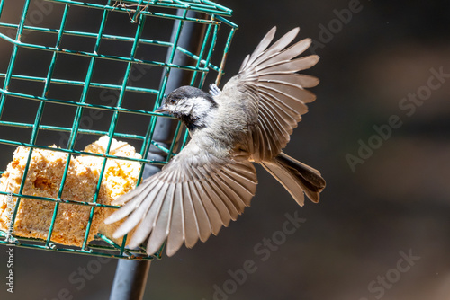 Fotografía Black-Capped Chickadee in flight