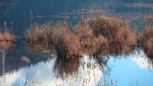 Cuadro en lienzo Autumn lake weeds reflected between clouds