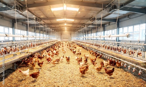 Expansive and well-lit indoor poultry farm, bustling with hundreds of brown hens freely moving across a straw-covered floor, showcasing modern agricultural practices in efficient chicken production