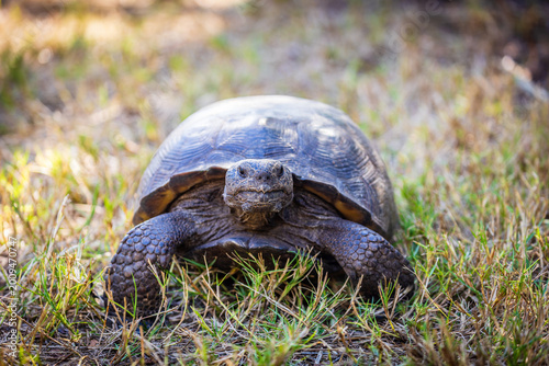 Foto Gopher tortoise