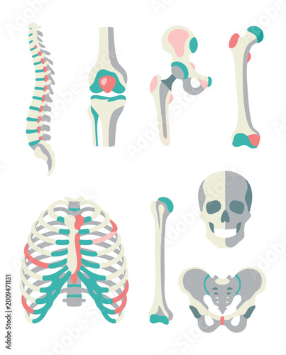 Human Skeletal System Anatomy Illustration.