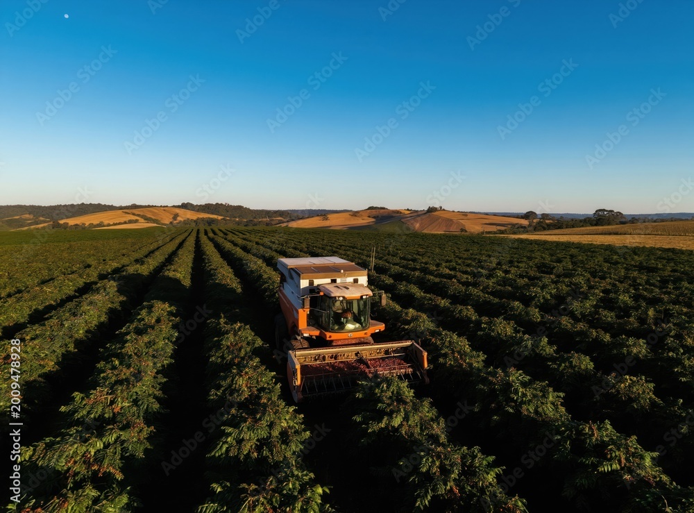 Obraz premium Machine harvests coffee beans on vast plantation in Brazil. Aerial drone view shows rows of coffee plants. Rural landscape with rolling hills and clear blue sky.