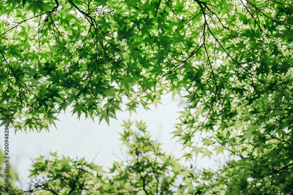 Fototapeta premium Green Japanese Maple leaves background 
