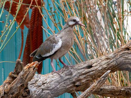 White-winged Dove Perched on Desert Driftwood