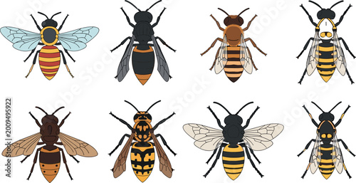 Schilderij op canvas Detailed set of various bees and wasps vector illustrations isolated on white ba