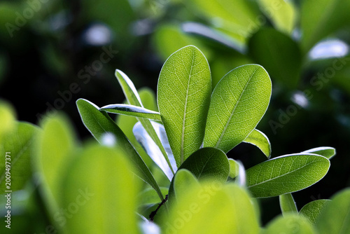 Photos Green plants in the sunlight