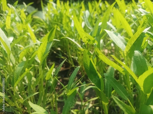 green wheat field