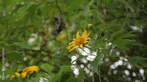 yellow flowers in the garden