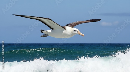 Large white albatross with brown wings soars gracefully over blue ocean waves. Seabird glides with majestic wingspan above churning sea spray. Bird flies in clear sky over deep water.