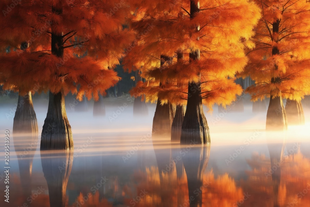 Obraz premium Cypress trees with orange needles stand in a misty lake reflecting golden sunshine. Autumnal mist surrounds the water and tree trunks, creating tranquil natural scenery with warm colors.