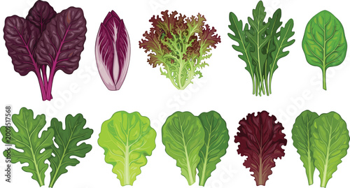 Premium Salad Leaf Collection Featuring Red Chard, Radicchio, Arugula, Spinach, and Mixed Lettuce Greens for Gourmet Culinary Branding, Healthy Recipes, and Organic Farming Graphics