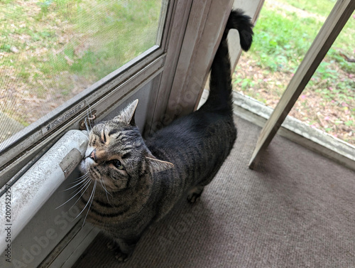 Obraz na płótnie A brown tabby cat leans in to scent-mark and rub his chin against the pneumatic closer of a screened porch door