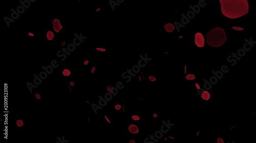 Falling bright red rose petals on the alpha channel, Beautiful red rose transition and reveal.
Super slow motion shot of flying red rose petals towards camera 