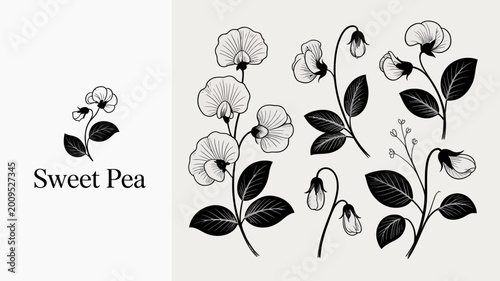 Photos A delicate botanical illustration showcases several sweet pea flowers and stems