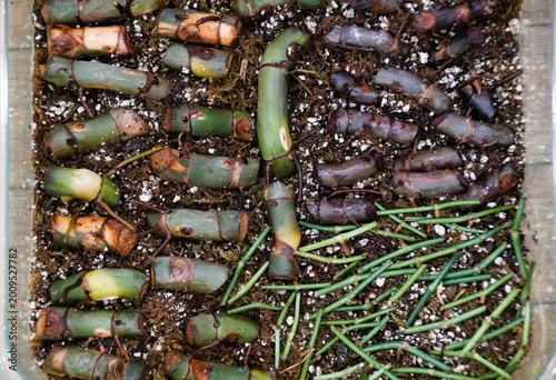 Valokuva A rectangular tray filled with sphagnum moss with arranged green and brown stem cuttings showing nodes and early root development