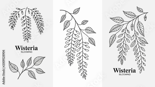 Fotografie A botanical illustration showcases three delicate wisteria branches with detaile
