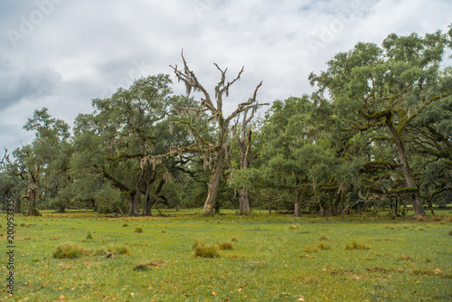 Foto Dead bare tree trunk covered with spanish moss standing among a grove of living southern oaks on a green agricultural pasture