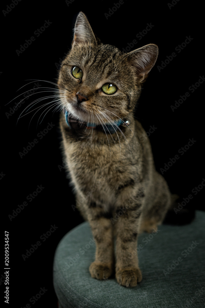Obraz premium Hauskatze mit Fliege