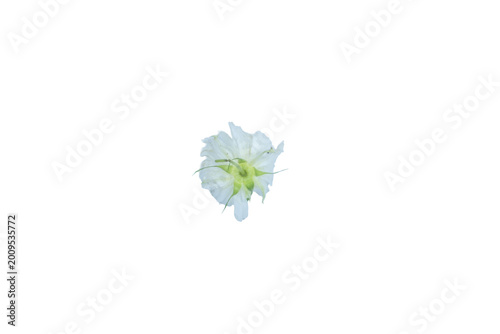 Obraz na plátně Green calyx underside of white flower bloom isolated on a transparent background