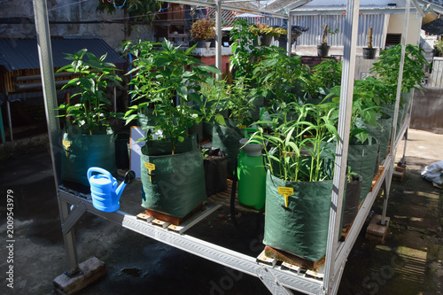 Quarter-right high-angle view showing a plant nursery rack with labeling and care tools. Chili and leafy vegetables are organized on a steel frame with a green sprayer and watering can.