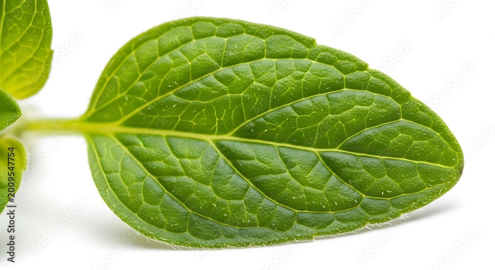 Obraz premium Fresh Green Leaf on White Background.