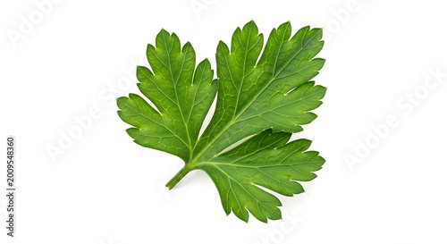 Fresh green parsley leaf on white.