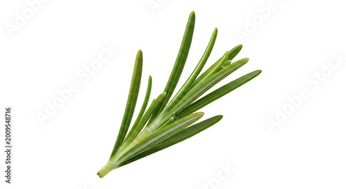 Fresh green rosemary herb sprig isolated.