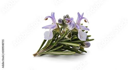 Fresh green rosemary herb with flowers.