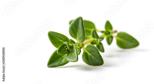 Fresh green thyme herb plant leaves.