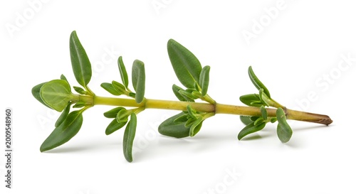 Fresh green thyme herb plant stem.